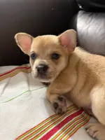 Pomerdog #4, a male French Bulldog and Pomeranian for sale in Marshalltown, IA – 5 of 7