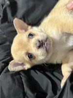 Pomerdog #2, a male French Bulldog and Pomeranian for sale in Marshalltown, IA – 2 of 7