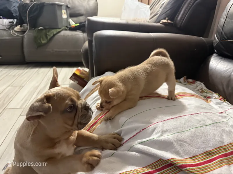 Pomerdog #4 – French Bulldog, Pomeranian puppy for sale in Marshalltown, IA