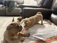 Pomerdog #4, a male French Bulldog and Pomeranian for sale in Marshalltown, IA – 2 of 7