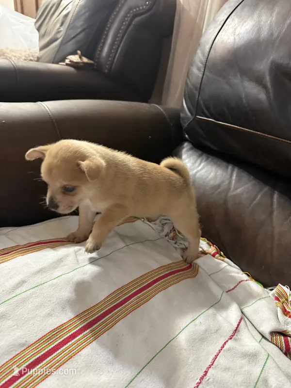 Pomerdog #4 – French Bulldog, Pomeranian puppy for sale in Marshalltown, IA