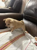 Pomerdog #4, a male French Bulldog and Pomeranian for sale in Marshalltown, IA – 1 of 7