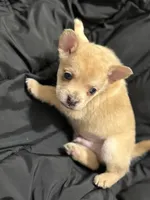 Pomerdog #2, a male French Bulldog and Pomeranian for sale in Marshalltown, IA – 7 of 7