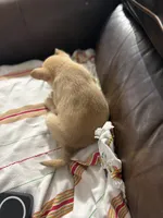 Pomerdog #4, a male French Bulldog and Pomeranian for sale in Marshalltown, IA – 3 of 7