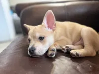 Snow, a male French Bulldog and Pomeranian for sale in Marshalltown, IA – 10 of 10