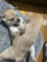 Pomerdog #3, a male French Bulldog and Pomeranian for sale in Marshalltown, IA – 10 of 10