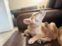 Snow, a male French Bulldog and Pomeranian for sale in Marshalltown, IA – 2 of 10