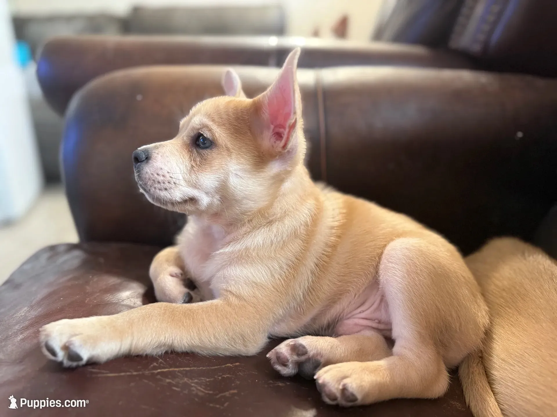 Snow, a male French Bulldog and Pomeranian for sale in Marshalltown, IA – 1 of 10
