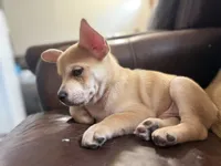 Snow, a male French Bulldog and Pomeranian for sale in Marshalltown, IA – 7 of 10