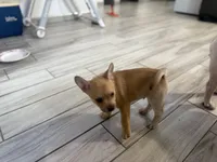 Blue, a male French Bulldog and Pomeranian for sale in Marshalltown, IA – 9 of 10
