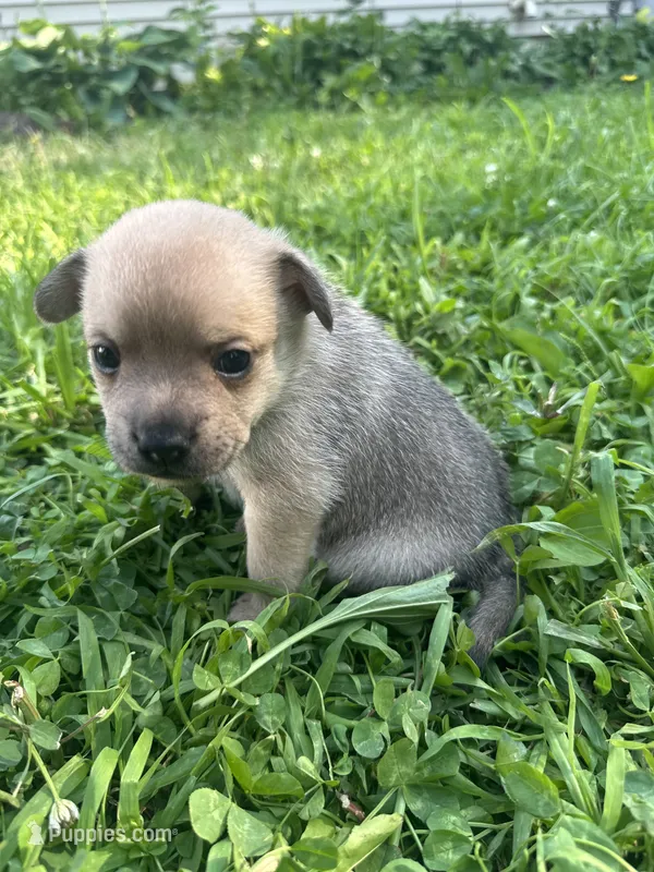Pomerdog #3 – French Bulldog, Pomeranian puppy for sale in Marshalltown, IA