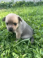 Pomerdog #3, a male French Bulldog and Pomeranian for sale in Marshalltown, IA – 1 of 10