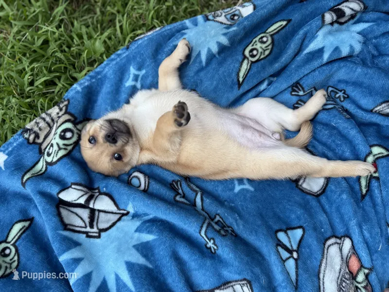 Violet – French Bulldog, Pomeranian puppy on hold in Marshalltown, IA