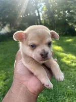 Violet, a female French Bulldog and Pomeranian for sale in Marshalltown, IA – 5 of 6