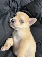 Pomerdog #2, a male French Bulldog and Pomeranian for sale in Marshalltown, IA – 5 of 7