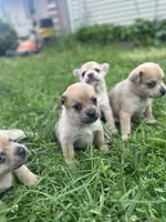 Violet, a female French Bulldog and Pomeranian for sale in Marshalltown, IA – 2 of 6
