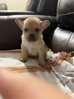 Pomerdog #3, a male French Bulldog and Pomeranian for sale in Marshalltown, IA – 2 of 10