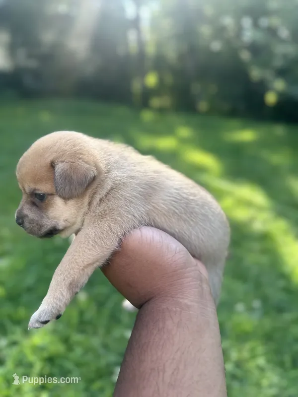 Violet – French Bulldog, Pomeranian puppy for sale in Marshalltown, IA