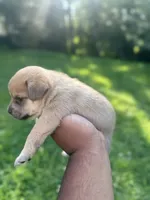 Violet, a female French Bulldog and Pomeranian for sale in Marshalltown, IA – 1 of 6