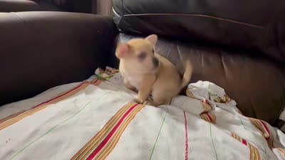 Pomerdog #4, a male French Bulldog and Pomeranian for sale in Marshalltown, IA – 7 of 7