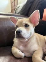 Snow, a male French Bulldog and Pomeranian for sale in Marshalltown, IA – 9 of 10
