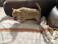 Pomerdog #3, a male French Bulldog and Pomeranian for sale in Marshalltown, IA – 6 of 10