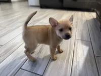 Blue, a male French Bulldog and Pomeranian for sale in Marshalltown, IA – 10 of 10