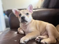 Snow, a male French Bulldog and Pomeranian for sale in Marshalltown, IA – 3 of 10