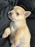 Pomerdog #2, a male French Bulldog and Pomeranian for sale in Marshalltown, IA – 4 of 7