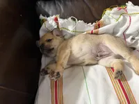 Pomerdog #3, a male French Bulldog and Pomeranian for sale in Marshalltown, IA – 4 of 10