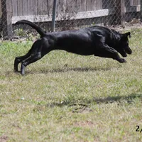 Gigi-2 yo Black Lab, Beautiful, Sweet, AKC Reg or Service Dog, a female Labrador Retriever for sale in Lakeland, FL – Photo 4 of 10