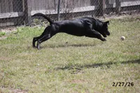 Gigi, a female Labrador Retriever for sale in Lakeland, FL – Photo 4 of 10