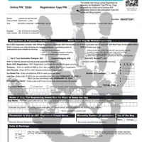 Gigi-2 yo Black Lab, Beautiful, Sweet, AKC Reg or Service Dog, a female Labrador Retriever for sale in Lakeland, FL – Photo 6 of 10