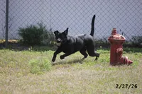 Gigi, a female Labrador Retriever for sale in Lakeland, FL – Photo 2 of 10