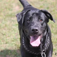 Gigi-2 yo Black Lab, Beautiful, Sweet, AKC Reg or Service Dog, a female Labrador Retriever for sale in Lakeland, FL – Photo 1 of 10
