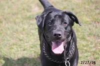 Gigi, a female Labrador Retriever for sale in Lakeland, FL – Photo 1 of 10