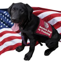 Gigi-2 yo Black Lab, Beautiful, Sweet, AKC Reg or Service Dog, a female Labrador Retriever for sale in Lakeland, FL – Photo 5 of 10