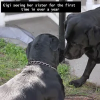 Gigi-2 yo Black Lab, Beautiful, Sweet, AKC Reg or Service Dog, a female Labrador Retriever for sale in Lakeland, FL – Photo 3 of 10