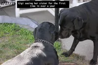 Gigi, a female Labrador Retriever for sale in Lakeland, FL – Photo 3 of 10