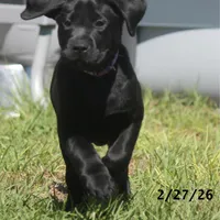 Gigi-2 yo Black Lab, Beautiful, Sweet, AKC Reg or Service Dog, a female Labrador Retriever for sale in Lakeland, FL – Photo 7 of 10