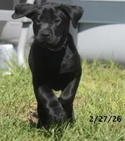 Gigi, a female Labrador Retriever for sale in Lakeland, FL – Photo 7 of 10