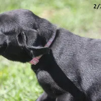 Gigi-2 yo Black Lab, Beautiful, Sweet, AKC Reg or Service Dog, a female Labrador Retriever for sale in Lakeland, FL – Photo 9 of 10