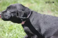 Gigi, a female Labrador Retriever for sale in Lakeland, FL – Photo 9 of 10