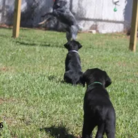 Gigi-2 yo Black Lab, Beautiful, Sweet, AKC Reg or Service Dog, a female Labrador Retriever for sale in Lakeland, FL – Photo 10 of 10