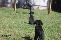 Gigi, a female Labrador Retriever for sale in Lakeland, FL – Photo 10 of 10
