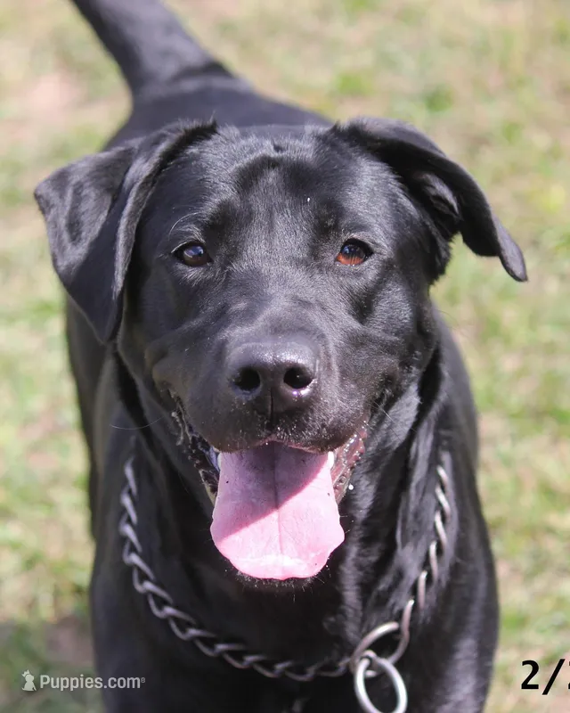 Gigi-2 yo Black Lab, Beautiful, Sweet, AKC Reg or Service Dog – Labrador Retriever puppy for sale in Lakeland, FL