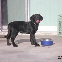 Gigi-2 yo Black Lab, Beautiful, Sweet, AKC Reg or Service Dog, a female Labrador Retriever for sale in Lakeland, FL – Photo 8 of 10