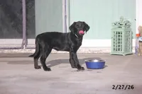 Gigi, a female Labrador Retriever for sale in Lakeland, FL – Photo 8 of 10