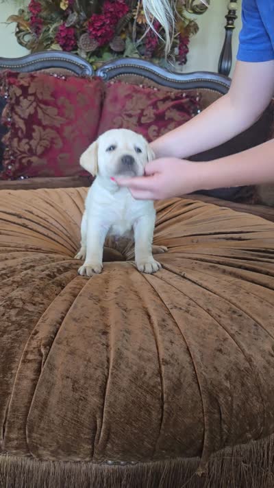 Biscuit, a male Labrador Retriever for sale in Manchester, TN – 5 of 5