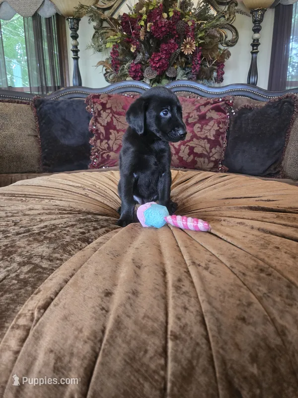 Bella – Labrador Retriever puppy for sale in Manchester, TN